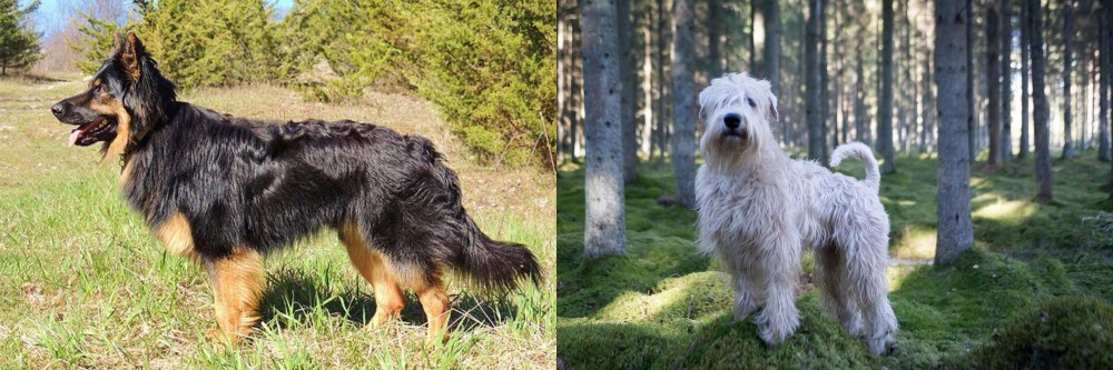 Soft-Coated Wheaten Terrier vs Bohemian Shepherd - Breed Comparison