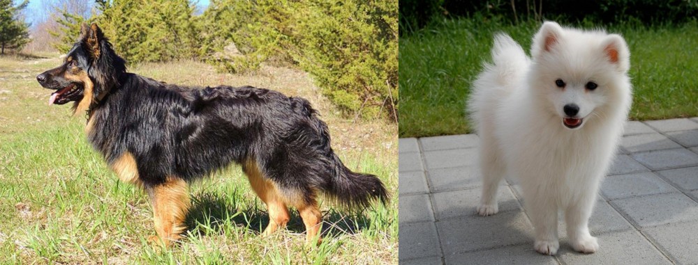 Spitz vs Bohemian Shepherd - Breed Comparison