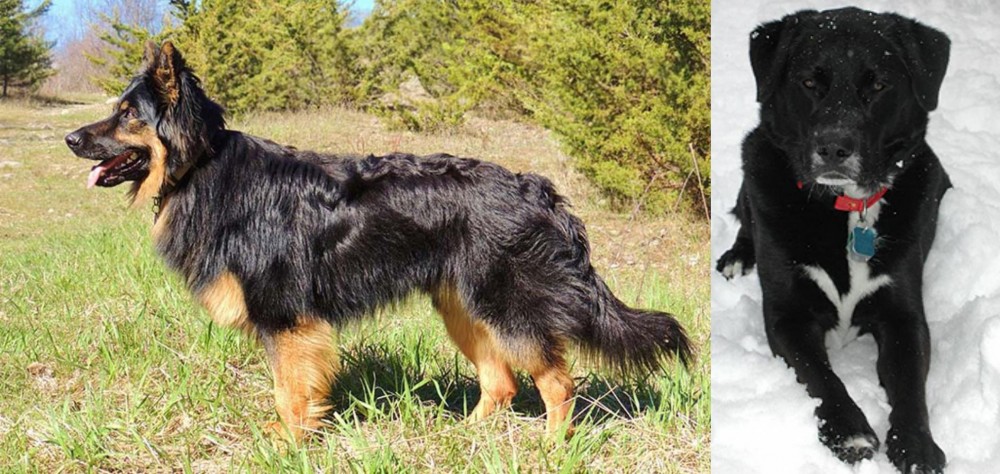 St. John's Water Dog vs Bohemian Shepherd - Breed Comparison