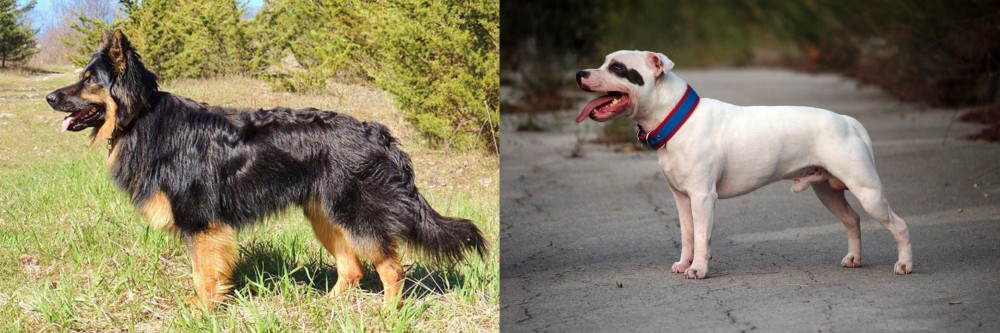 Staffordshire Bull Terrier vs Bohemian Shepherd - Breed Comparison