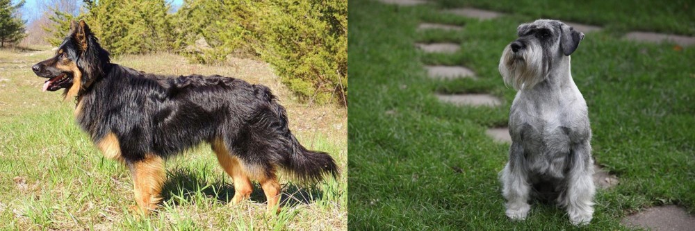 Standard Schnauzer vs Bohemian Shepherd - Breed Comparison