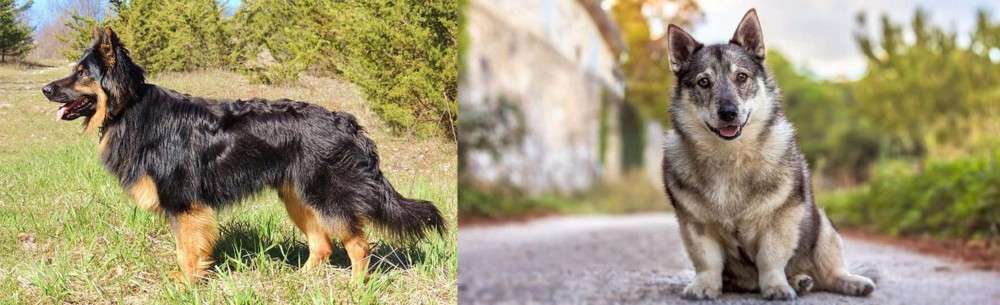 Swedish Vallhund vs Bohemian Shepherd - Breed Comparison