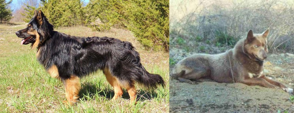Tahltan Bear Dog vs Bohemian Shepherd - Breed Comparison
