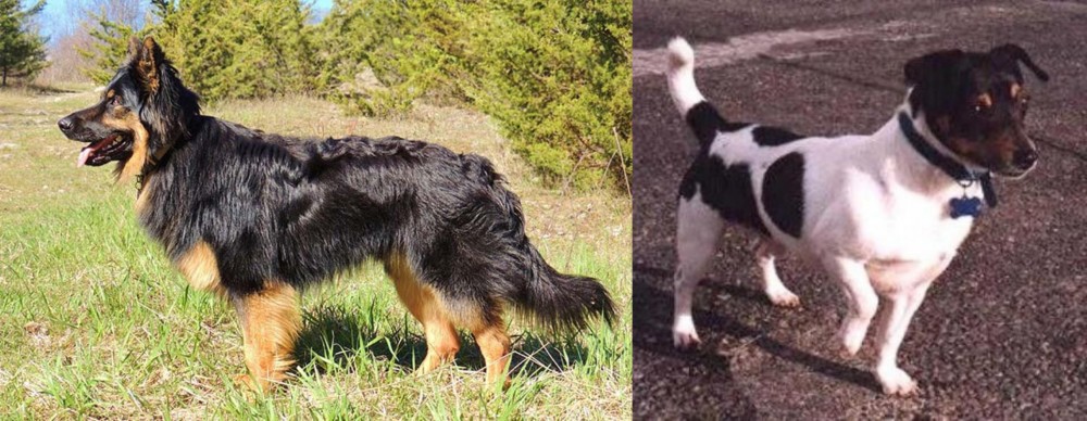 Teddy Roosevelt Terrier vs Bohemian Shepherd - Breed Comparison