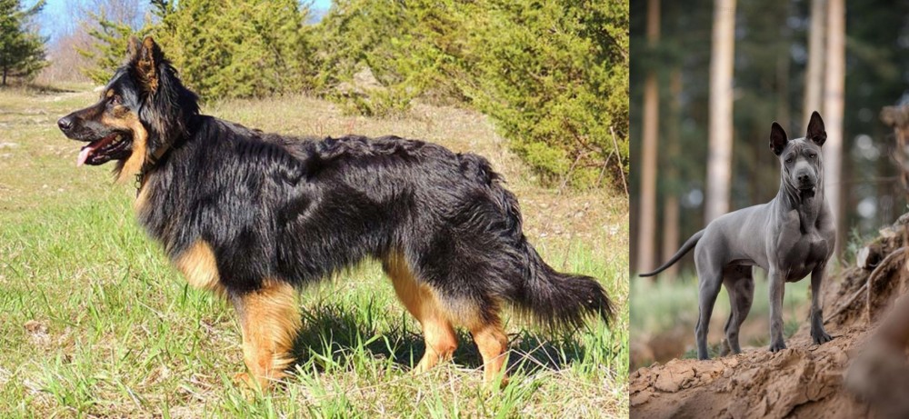 Thai Ridgeback vs Bohemian Shepherd - Breed Comparison