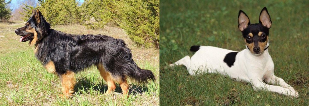 Toy Fox Terrier vs Bohemian Shepherd - Breed Comparison