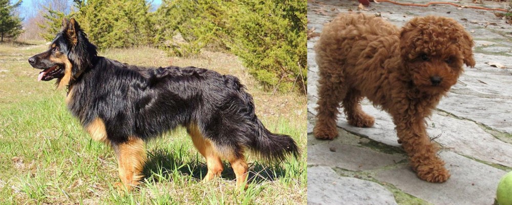 Toy Poodle vs Bohemian Shepherd - Breed Comparison