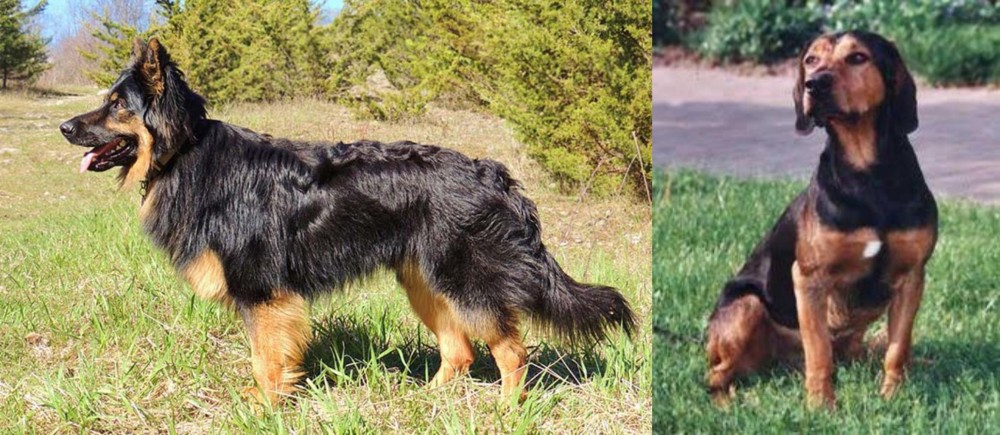Tyrolean Hound vs Bohemian Shepherd - Breed Comparison