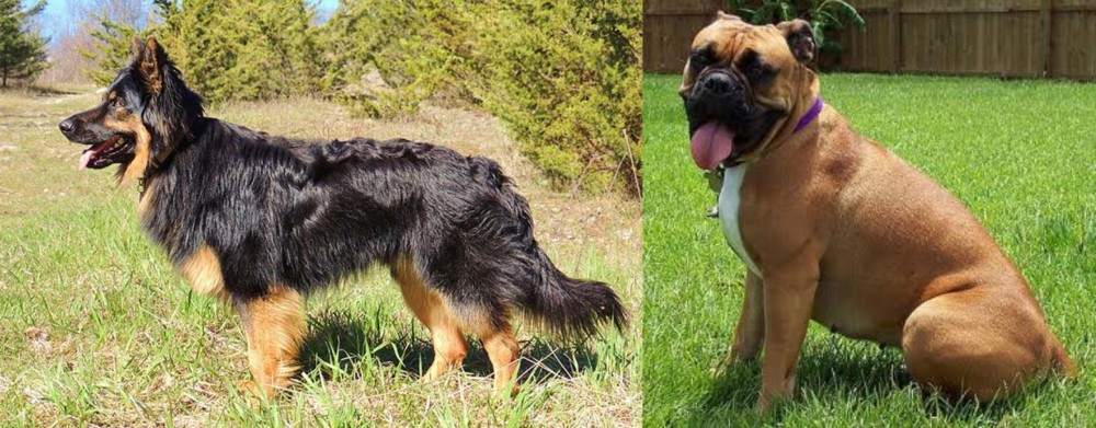 Valley Bulldog vs Bohemian Shepherd - Breed Comparison