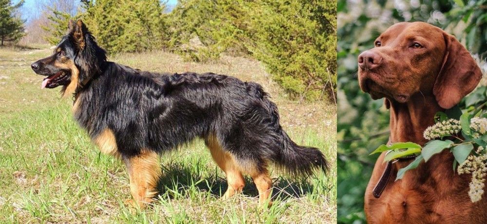 Vizsla vs Bohemian Shepherd - Breed Comparison