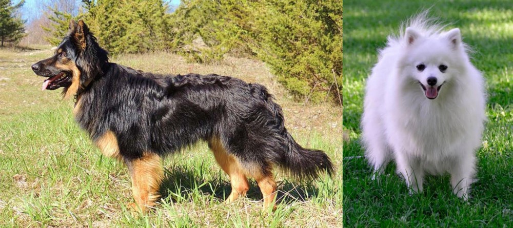 Volpino Italiano vs Bohemian Shepherd - Breed Comparison