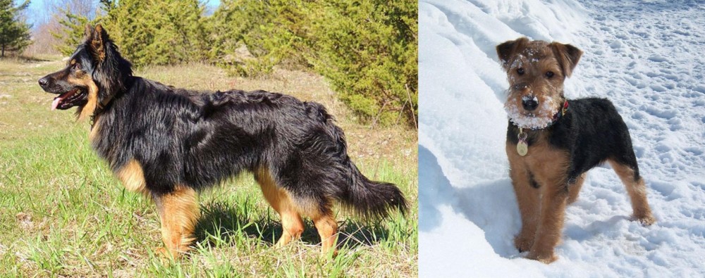 Welsh Terrier vs Bohemian Shepherd - Breed Comparison
