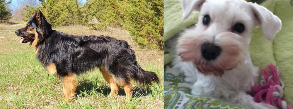 White Schnauzer vs Bohemian Shepherd - Breed Comparison