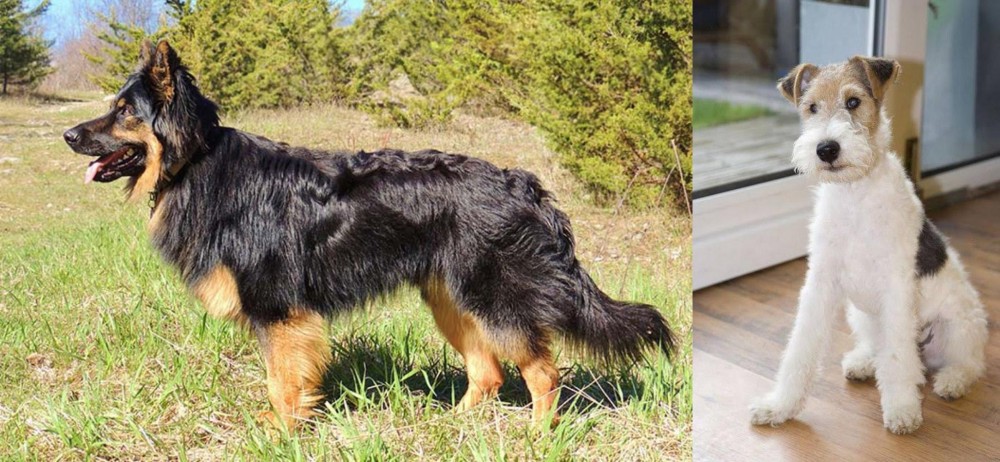Wire Fox Terrier vs Bohemian Shepherd - Breed Comparison