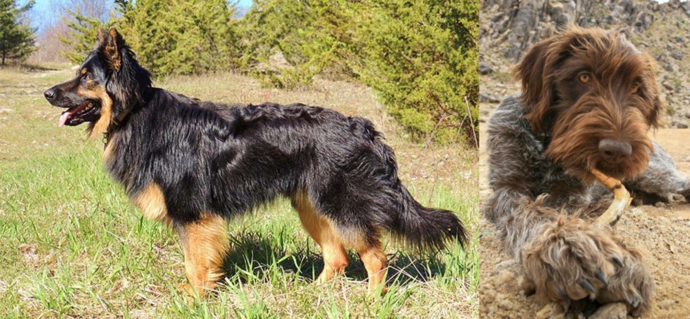 Wirehaired Pointing Griffon vs Bohemian Shepherd - Breed Comparison