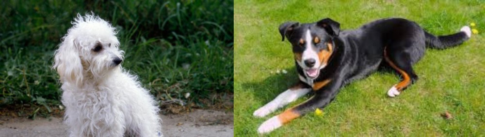 Appenzell Mountain Dog vs Bolognese - Breed Comparison