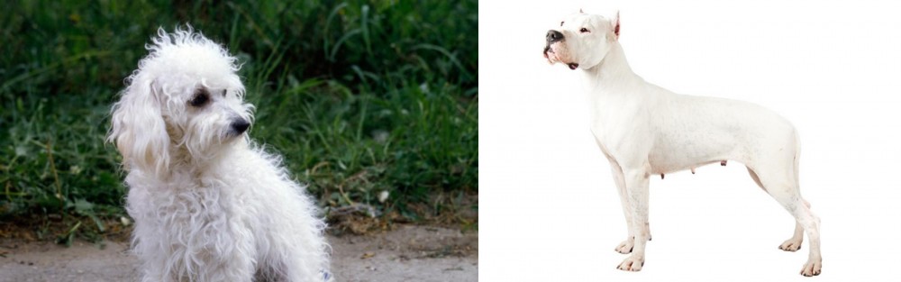 Argentine Dogo vs Bolognese - Breed Comparison