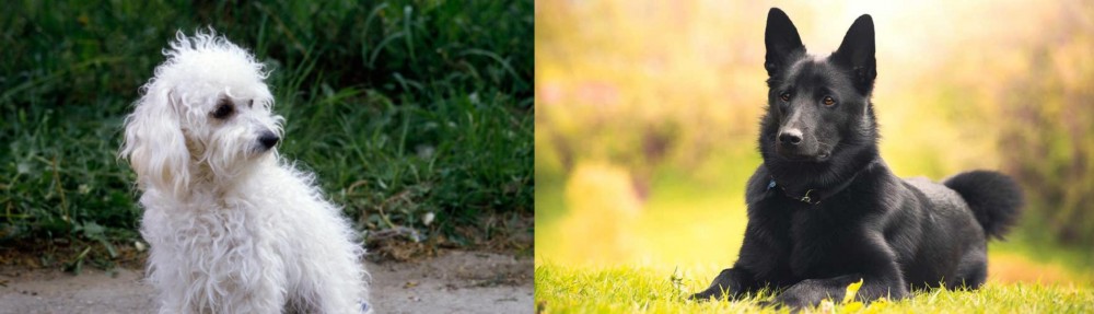Black Norwegian Elkhound vs Bolognese - Breed Comparison