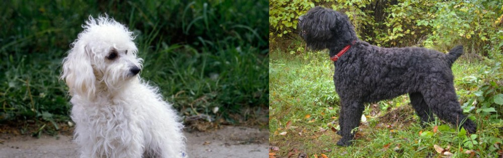 Black Russian Terrier vs Bolognese - Breed Comparison