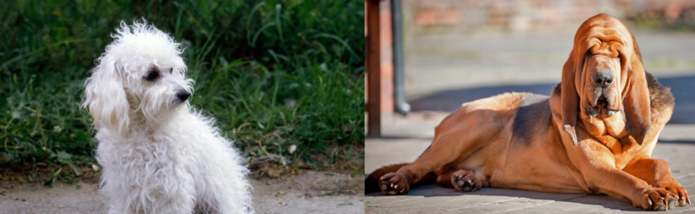 Bloodhound vs Bolognese - Breed Comparison
