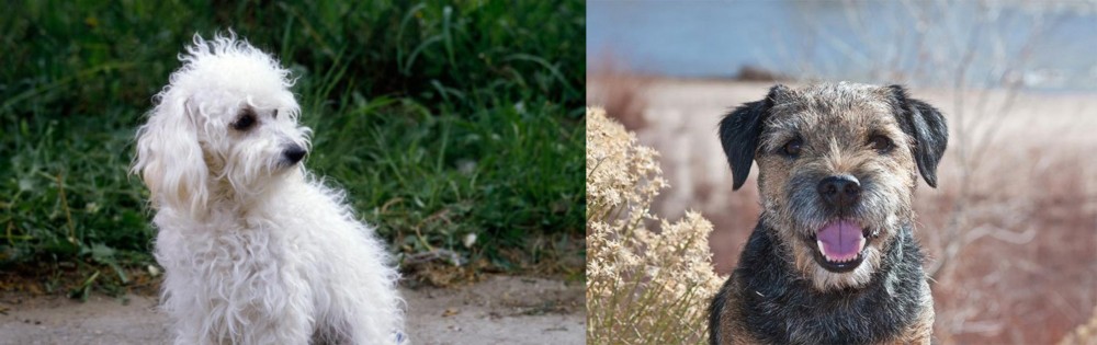 Border Terrier vs Bolognese - Breed Comparison