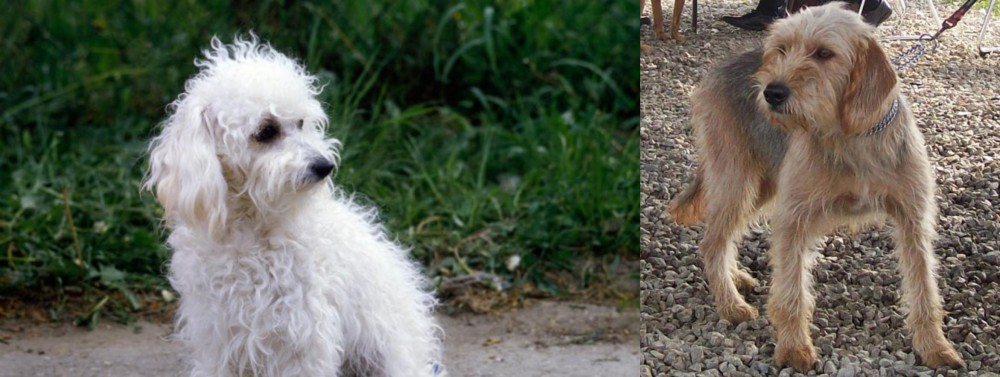 Bosnian Coarse-Haired Hound vs Bolognese - Breed Comparison