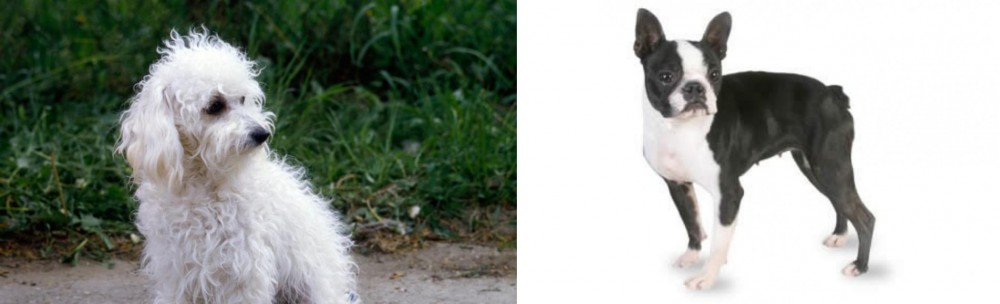 Boston Terrier vs Bolognese - Breed Comparison