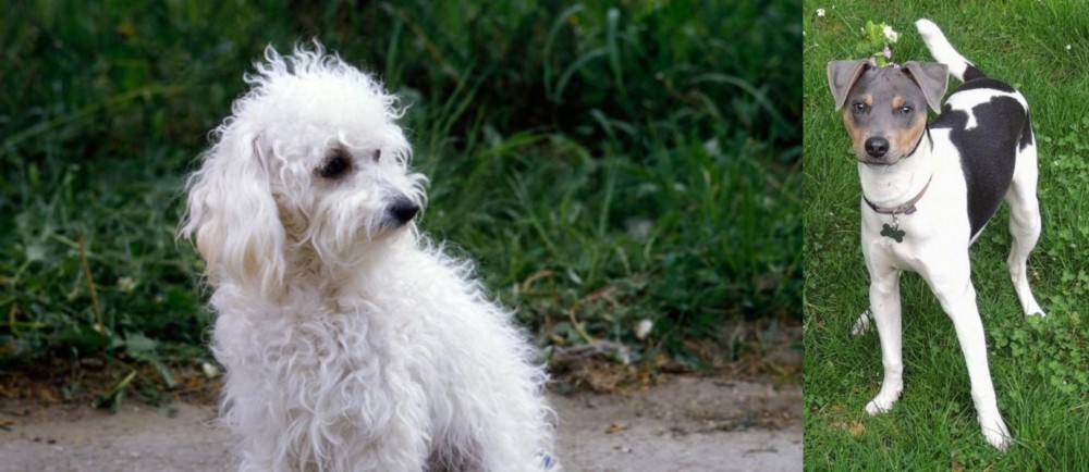 Brazilian Terrier vs Bolognese - Breed Comparison