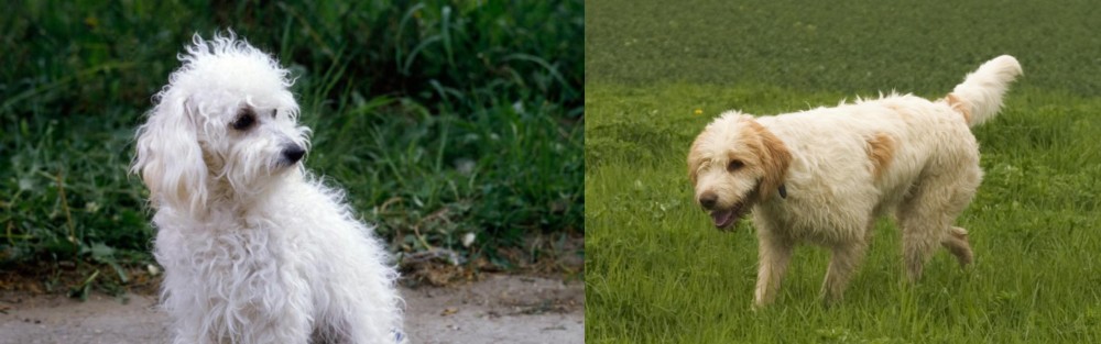 Briquet Griffon Vendeen vs Bolognese - Breed Comparison