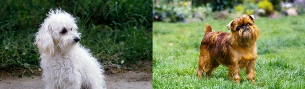 Brussels Griffon vs Bolognese - Breed Comparison