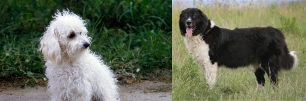 Bulgarian Shepherd vs Bolognese - Breed Comparison