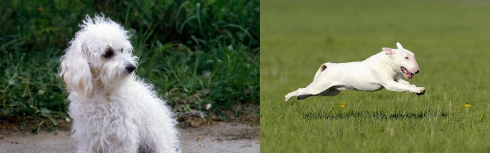 Bull Terrier vs Bolognese - Breed Comparison