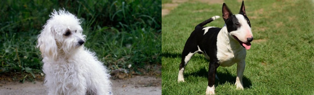 Bull Terrier Miniature vs Bolognese - Breed Comparison