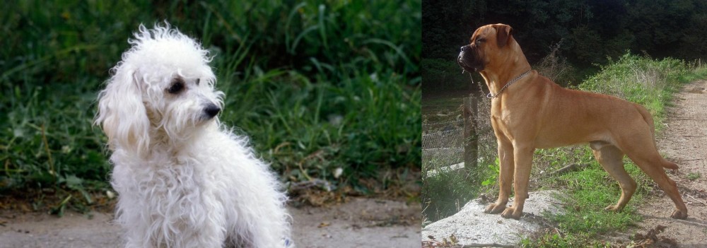 Bullmastiff vs Bolognese - Breed Comparison