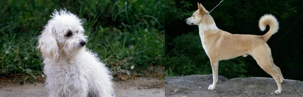 Canaan Dog vs Bolognese - Breed Comparison