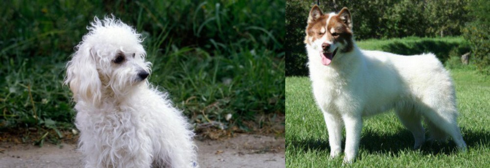 Canadian Eskimo Dog vs Bolognese - Breed Comparison
