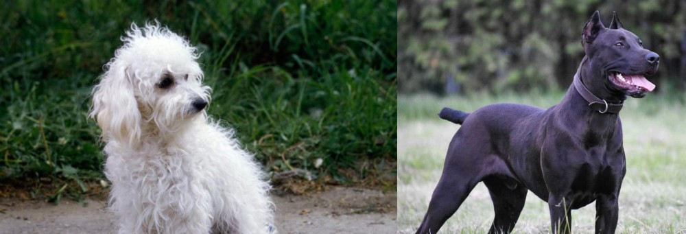 Canis Panther vs Bolognese - Breed Comparison
