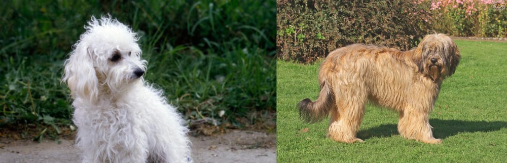 Catalan Sheepdog vs Bolognese - Breed Comparison