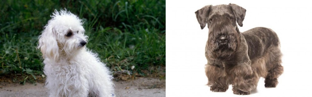 Cesky Terrier vs Bolognese - Breed Comparison