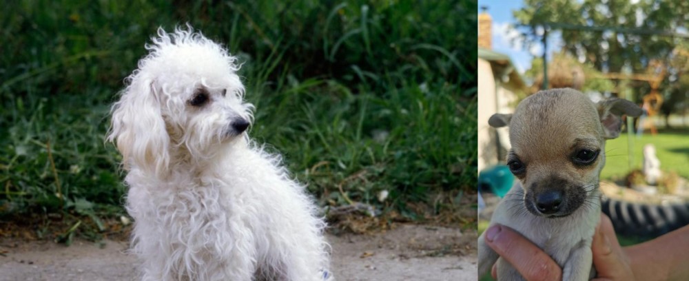 Chihuahua vs Bolognese - Breed Comparison