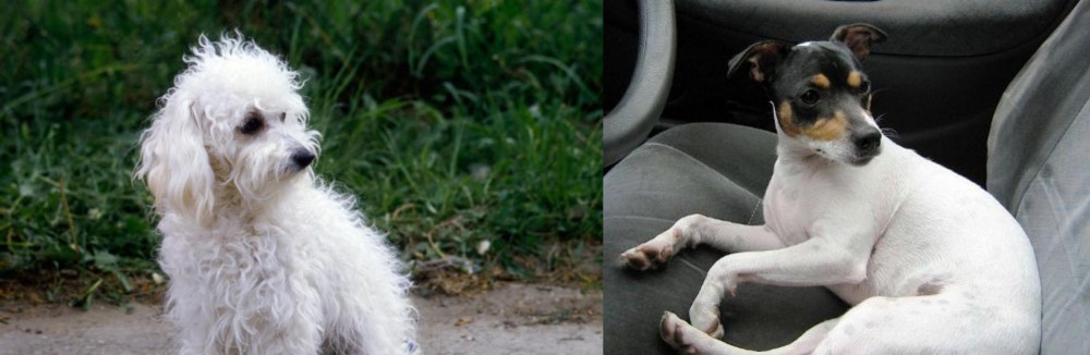Chilean Fox Terrier vs Bolognese - Breed Comparison