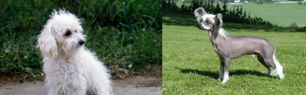 Chinese Crested Dog vs Bolognese - Breed Comparison