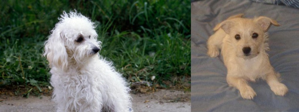 Chipoo vs Bolognese - Breed Comparison