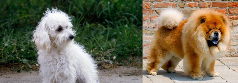 Chow Chow vs Bolognese - Breed Comparison
