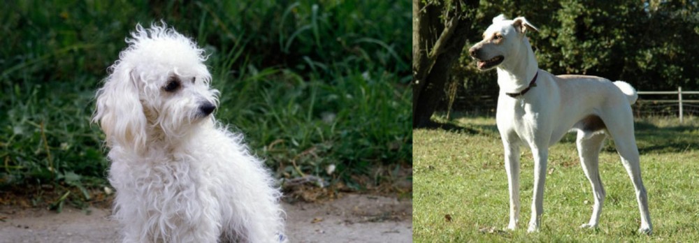 Cretan Hound vs Bolognese - Breed Comparison