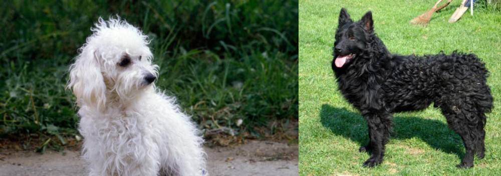 Croatian Sheepdog vs Bolognese - Breed Comparison