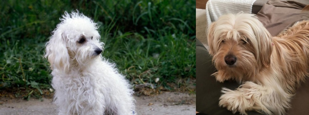Cyprus Poodle vs Bolognese - Breed Comparison