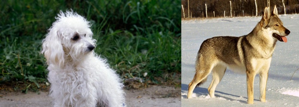 Czechoslovakian Wolfdog vs Bolognese - Breed Comparison