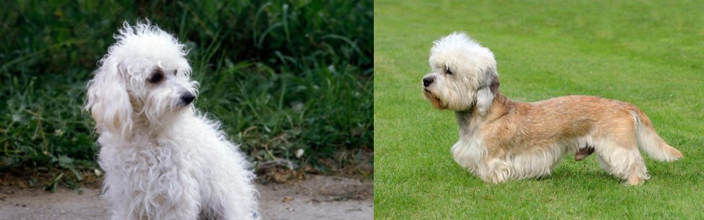 Dandie Dinmont Terrier vs Bolognese - Breed Comparison