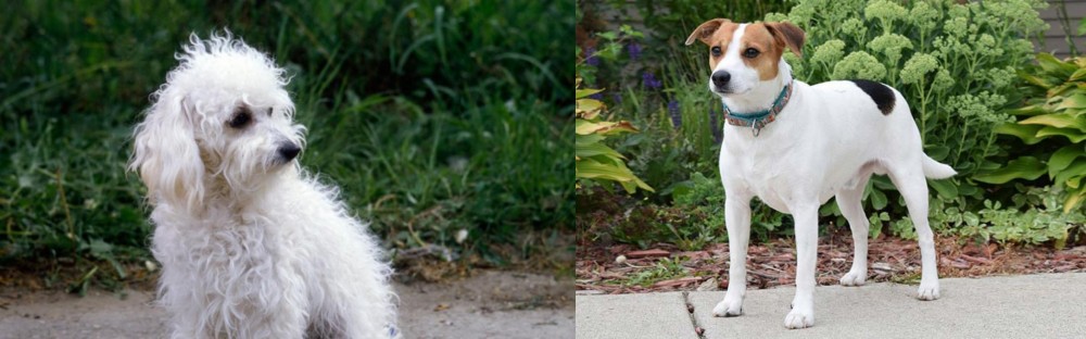 Danish Swedish Farmdog vs Bolognese - Breed Comparison